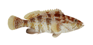 /fish-species/orange-spotted-grouper
