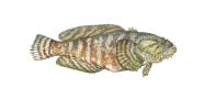 Oyster Toadfish image