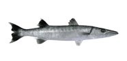 Pacific Barracuda image