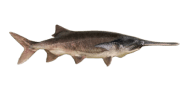 /fish-species/paddlefish