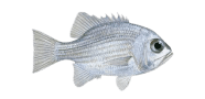 Pearl Perch image