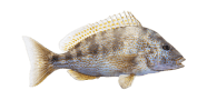 Pigfish image
