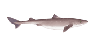 Piked Dogfish image