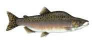 /fish-species/pink-salmon