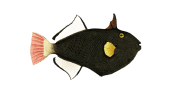 Pinktail Triggerfish image