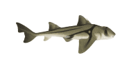 /fish-species/port-jackson-shark