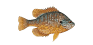 /fish-species/pumpkinseed