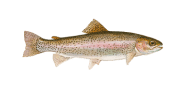 /fish-species/rainbow-trout