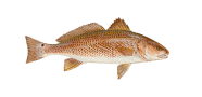 /fish-species/red-drum