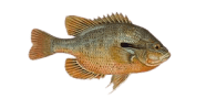 Redbreast Sunfish image