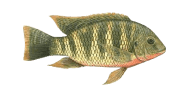 Redbreast Tilapia image