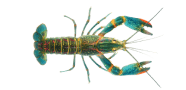 /fish-species/redclaw-crayfish