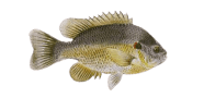 /fish-species/redear-sunfish