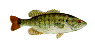 Redeye Bass image