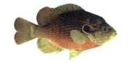 Redspotted Sunfish image