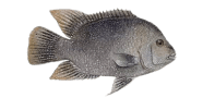 Rio Grande Cichlid image