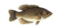 /fish-species/rock-bass