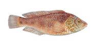 Rock Wrasse image