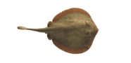 /fish-species/round-stingray