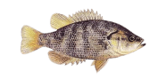 Sacramento Perch image