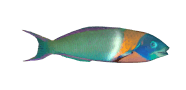Saddle Wrasse image