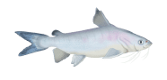 Salmon Catfish image