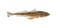 /fish-species/sand-flathead