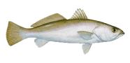 /fish-species/sand-seatrout