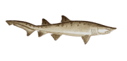 Sand Tiger Shark image