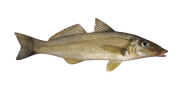 /fish-species/sand-whiting