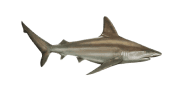Sandbar Shark image