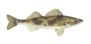/fish-species/sauger