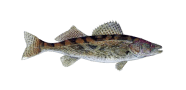 /fish-species/saugeye