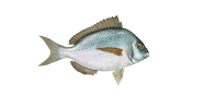 /fish-species/scup