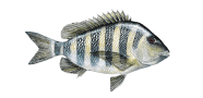 /fish-species/sheepshead