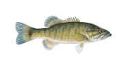 Shoal Bass image