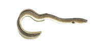 Shortfin Eel image