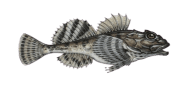 Shorthorn Sculpin image