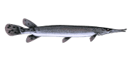 Shortnose Gar image