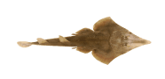 /fish-species/shovelnose-guitarfish