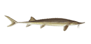 Shovelnose Sturgeon image