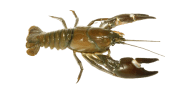 Signal Crayfish image