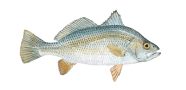 Silver Perch image