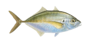 /fish-species/silver-trevally