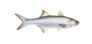 Sixfinger Threadfin image