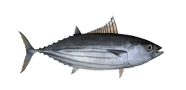 Skipjack Tuna image