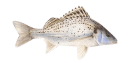 Smallspotted Grunter image