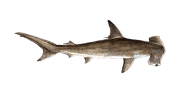 Smooth Hammerhead image