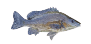 /fish-species/sooty-grunter