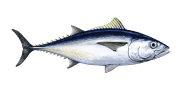 Southern Bluefin Tuna image